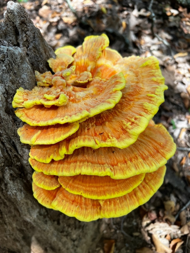 Chicken of the Woods